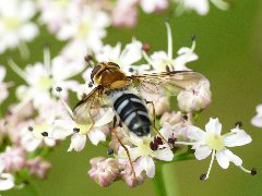 Leucozona_glaucia_0006.JPG