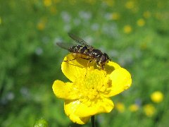 Dasysyrphus_pinastri_0003.jpg