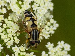 Helophilus_trivittatus_0009.jpg