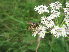 Chrysotoxum.jpg (1.82 MiB) Obejrzany 9404 razy Chrysotoxum.jpg