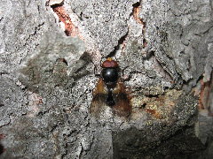 Volucella_pellucens_0004.jpg