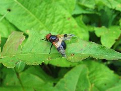 Volucella_pellucens_0005.jpg