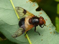 Volucella_pellucens_0006.JPG