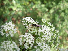 cheilosia sorror.JPG