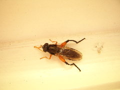 Ch_femoratus.JPG (1.58 MiB) Obejrzany 6795 razy Ch_femoratus.JPG