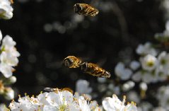 eristalis.JPG