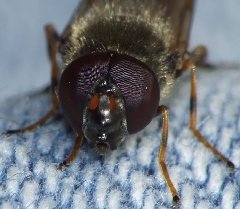 DSCF4241.jpg (67.84 KiB) Obejrzany 33632 razy DSCF4241.jpg