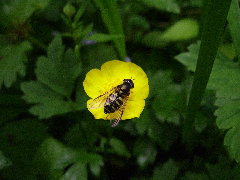 Dasysyrphus venustus1.JPG