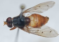 maculipennis.JPG