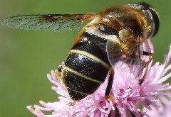 DSCF9031.jpg (63.98 KiB) Obejrzany 11104 razy DSCF9031.jpg