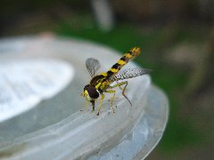 Syrphidae 1 - 29.VI.09 - DC12 Pogorzałe Ługi.JPG