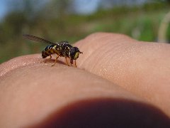 Syrphidae 3a - 25.IV.09 - DC12 Pogorzałe Ługi.JPG