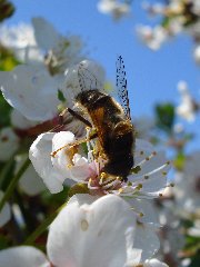 Syrphidae 4 - 02.V.09 - DC12 - Pogorzałe Ługi.JPG