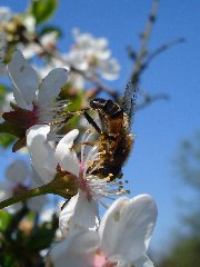 Syrphidae 4a - 02.V.09 - DC12 - Pogorzałe Ługi.JPG