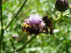 Syrphidae 6 - 07.VIII.09 - DC12 Pogorzałe Ługi.JPG