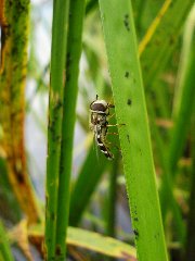 Syrphidae 9a - 04.VIII.09. - DC02 Kurowice.JPG