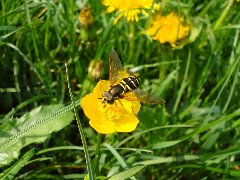 Syrphidae 10 21.V.09 - CC91 Tuszyn.JPG