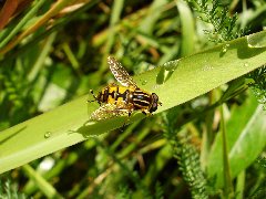 Syrphidae 11 - 10.VII.09 - DC12 Pogorzałe Ługi.JPG