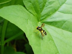 Syrphidae 12 - 28.VI.09. - DC12 Pogorzałe Ługi.JPG