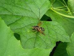 Syrphidae 13 - 28.VI.09. - DC12 Pogorzałe Ługi.JPG