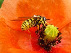 Syrphidae 14a - 17.VI.09 - DC12 Rokiciny.JPG