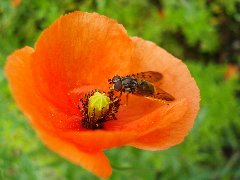 Syrphidae 15 - 17.VI.09 - DC12 Rokiciny.JPG