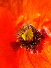 Syrphidae 16 - 17.VI.09 - DC12 Rokiciny.JPG