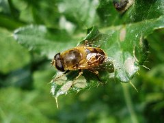 Syrphidae 8 - 23.VI.09. DC12 Pogorzałe Ługi.JPG