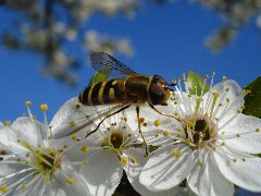 Syrphidae 2a- Syrphus sp..JPG