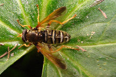 DSC01369 - wykadrowane.jpg (520.22 KiB) Obejrzany 15936 razy DSC01369 - wykadrowane.jpg