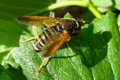 DSC01444wykadrowane.jpg (484.46 KiB) Obejrzany 15957 razy DSC01444wykadrowane.jpg