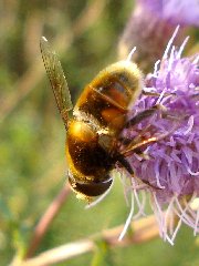 01.VIII.10 - Rokiciny DC12..JPG (86.22 KiB) Obejrzany 11492 razy 01.VIII.10 - Rokiciny DC12..JPG