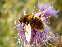 01.VIII.10 - Rokiciny DC12.JPG (105.33 KiB) Obejrzany 11491 razy 01.VIII.10 - Rokiciny DC12.JPG