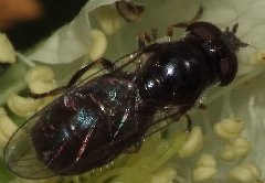 DSCF5988.jpg (71.74 KiB) Obejrzany 8561 razy DSCF5988.jpg