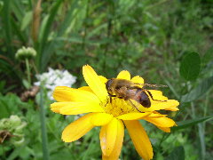 Eristalis tenax.JPG