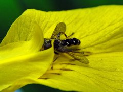 Syrphix.jpg