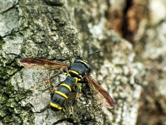 Ceriana.jpg (222.35 KiB) Obejrzany 11654 razy Ceriana.jpg