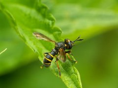 Conops.jpg (53.36 KiB) Obejrzany 11651 razy Conops.jpg