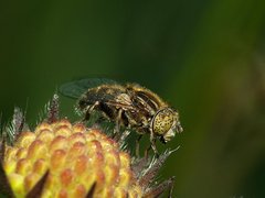 Eristalinus.jpg