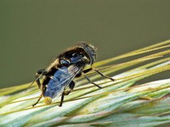 Eristalinus2.jpg