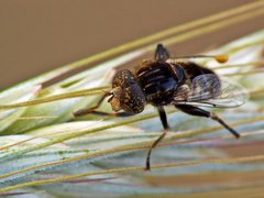 Eristalinus2..jpg