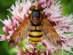 Volucella  sp. - 28.VII.2011 - Rzgów CC92.JPG