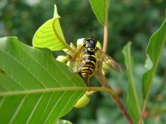 Chrysotoxum cautum Harris, 1776.JPG