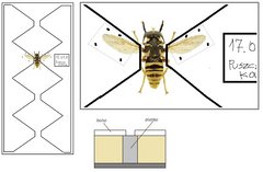 rozpinadło_diptera.jpg