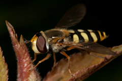 IMG_7048-2.jpg (459.28 KiB) Obejrzany 18210 razy IMG_7048-2.jpg