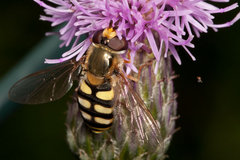 IMG_6902.jpg (130.2 KiB) Obejrzany 18681 razy IMG_6902.jpg