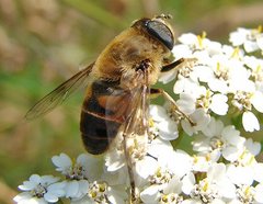 Eristalis sp..JPG