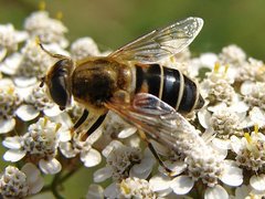 Eristalis sp.JPG