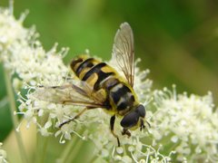 Myathropa florea (2).JPG