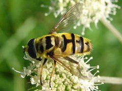 Myathropa florea.JPG